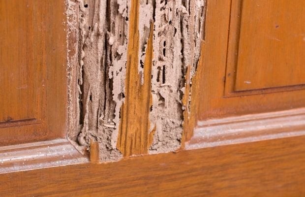 nội thất nhựa chống mối mọt 